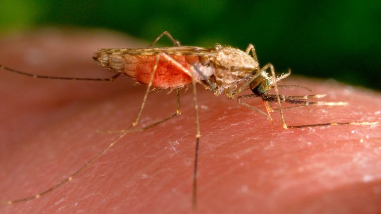 Malaria cases