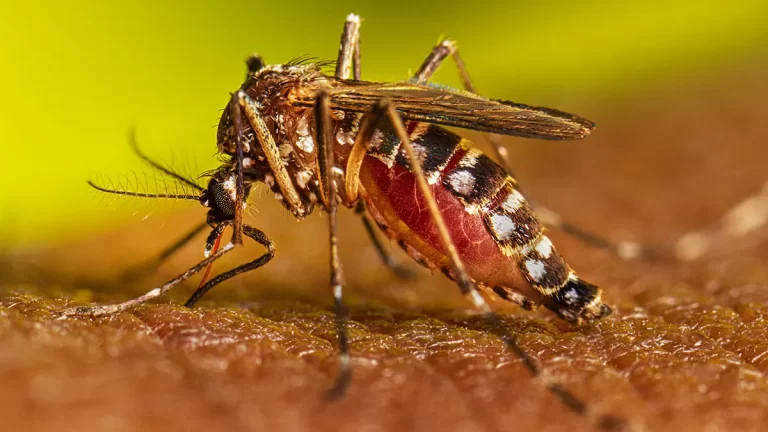 Rawalpindi: Dengue Cases on Rise