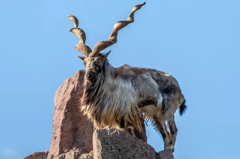 Conservation Triumph: Markhor Population Soars in Khyber Pakhtunkhwa Due to Strategic Measures