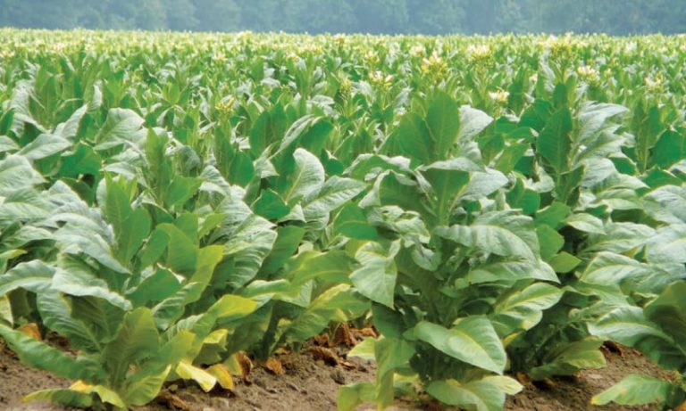 Pakistan: COP 10 - Tobacco Growers' Share Concerns Over WHO Decisions