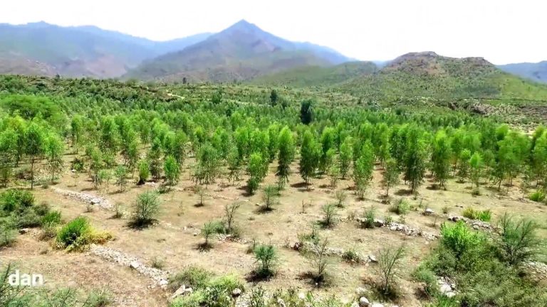 KP to Launch 'Billion Tree Tsunami Plus' Project