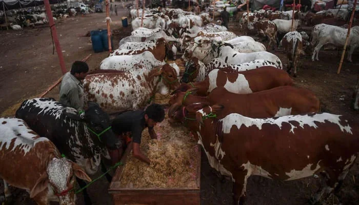 Punjab Unveils Rs149.9bn Meat Dairy Investment Plan Punjab Unveils Rs149.9bn Meat Dairy Investment Plan