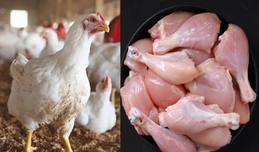 Why Chicken Prices Change So Often in Pakistan: Factors Behind Daily Rate Changes